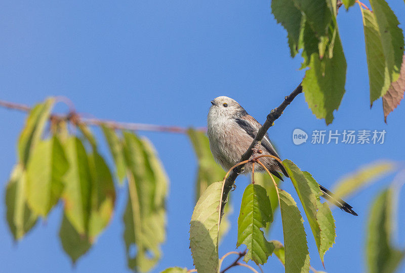 长尾山雀(Aegithalos caudatus)